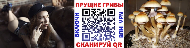 наркотики Семилуки Псилоцибиновые грибы GOLDEN TEACHER